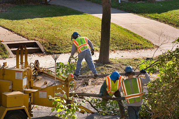 Best Tree Clearing Services  in Dothan, AL